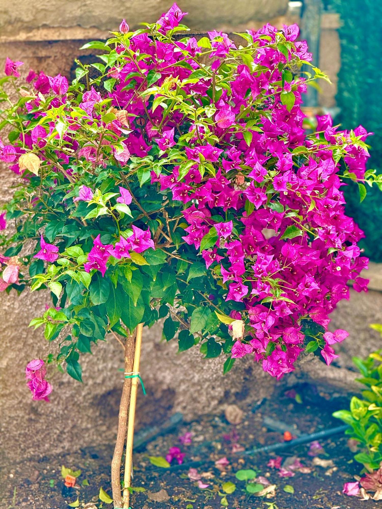 רומא Licheni R-Home מראה חיצוני תמונה